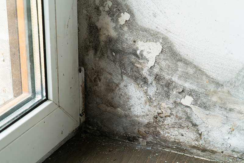 flood and fire damage contractors - Dark mold patches are visible in the corner of a room near a window, indicating water damage and possible dampness problems